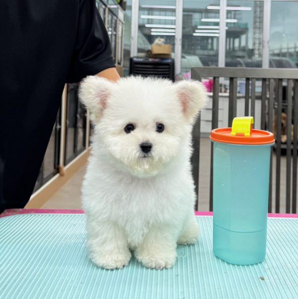 BICHON FRISE